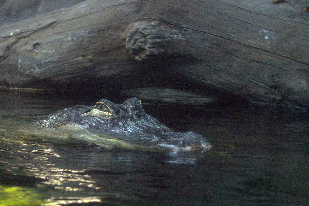 Florida Aquarium - Gallery Image 3